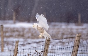 Female Snowy Minnesing Landing on Post